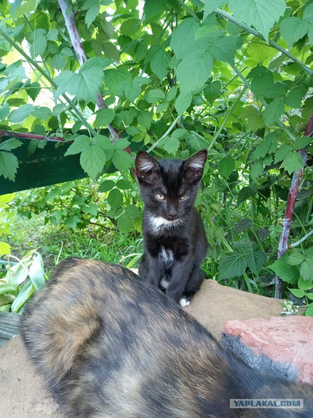 Картинки с котами и про котов