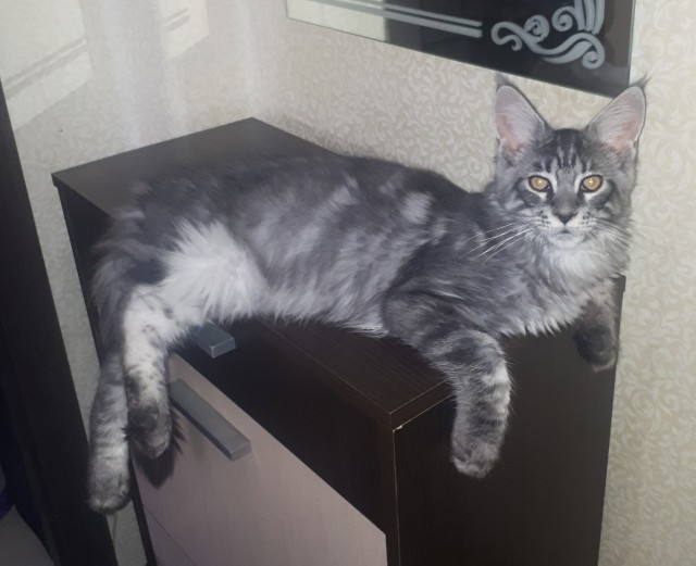 Котовторник  06.08.2019