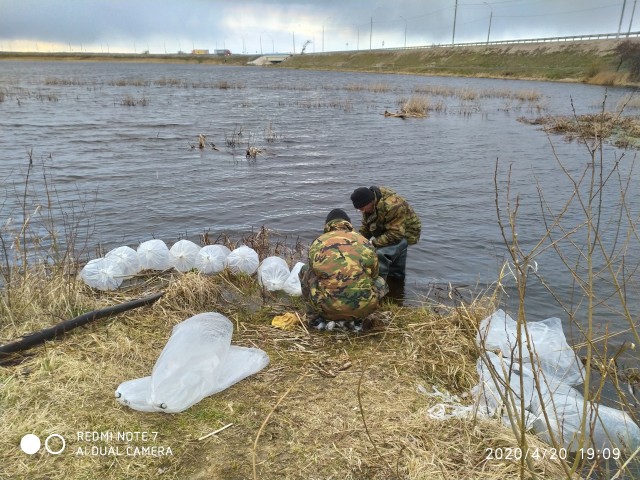 Иваньковское водохранилище зарыбляют