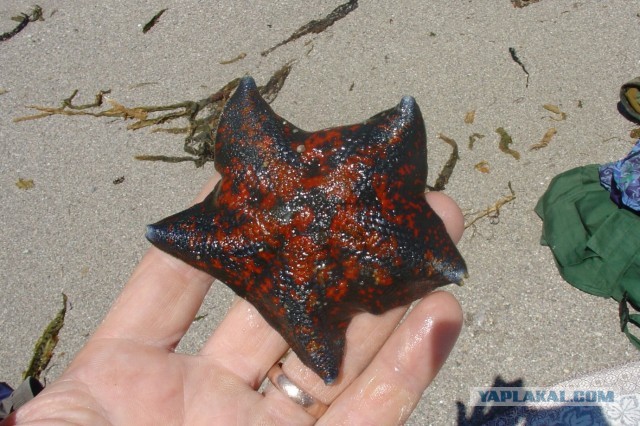 #ДРЯПнем! Или Кулинары поздравляют ЯП с ДР! Солянка из морской капусты с кальмаром