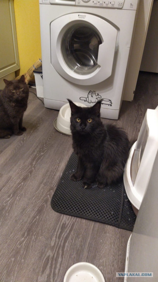 Ну, с котовторником!