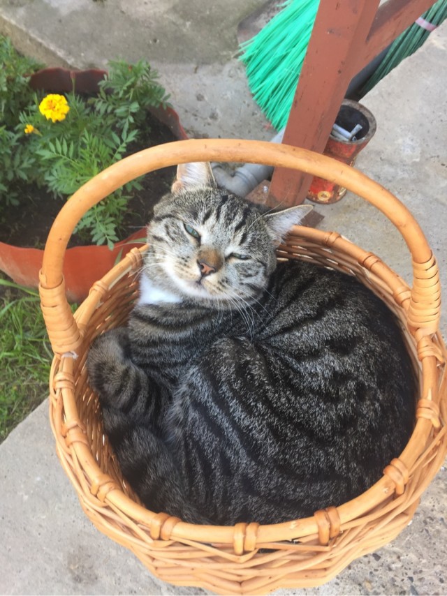 Котовторник