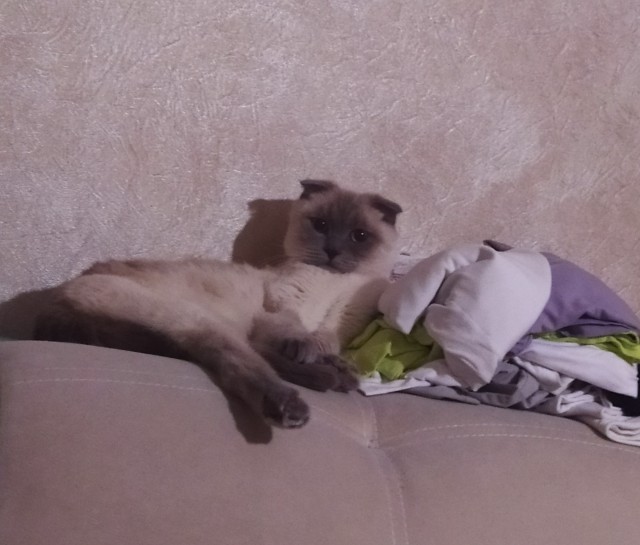 Помогите определить породу кота