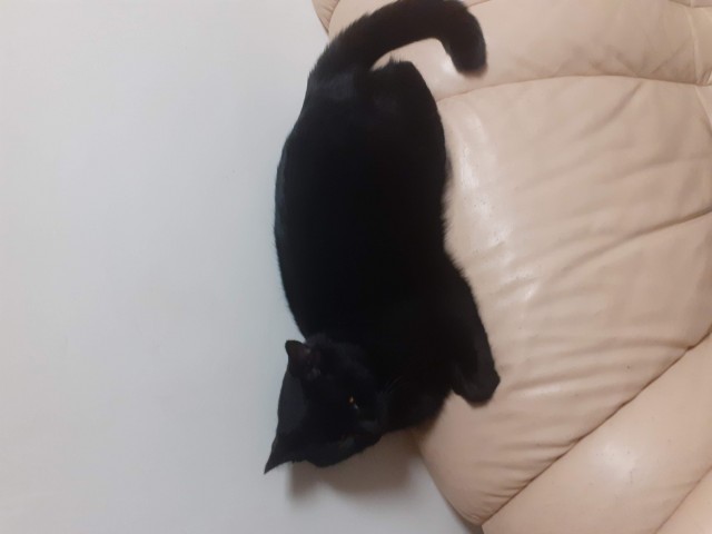 Котовторник. Добавляйте своих
