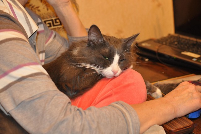 Вчера с женой решили кастрировать кота...