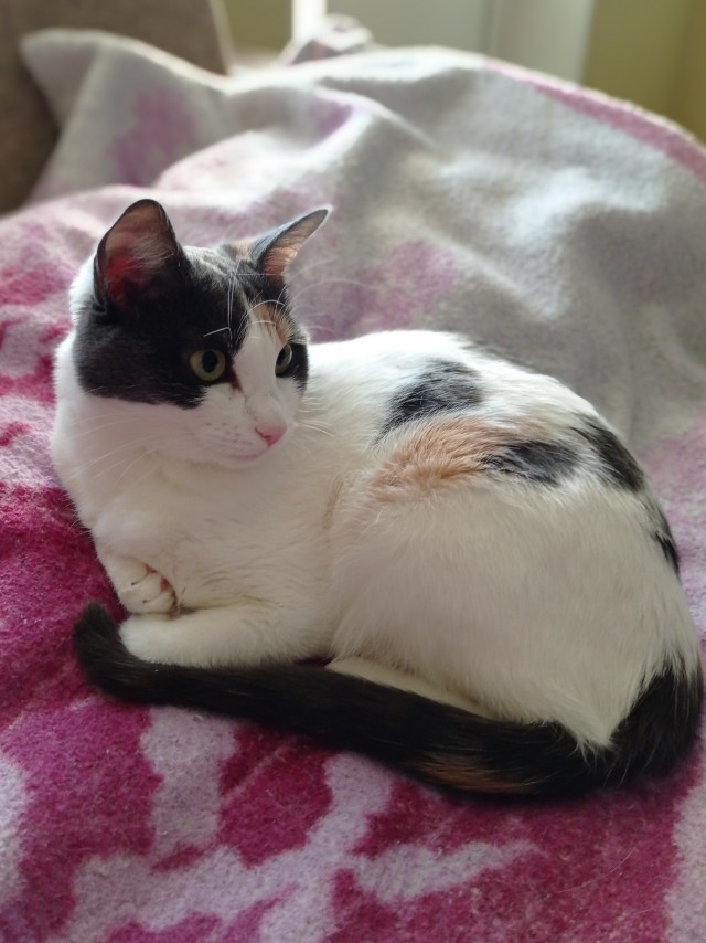 Даешь котовторник!
