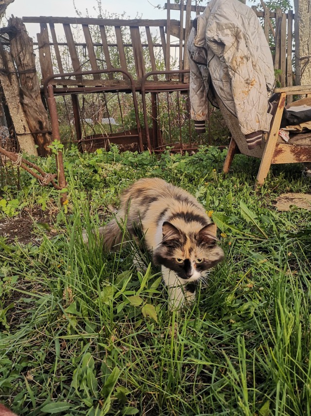 Вторник-кото