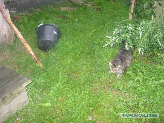 Жизнь домашнего приюта для котеек 354