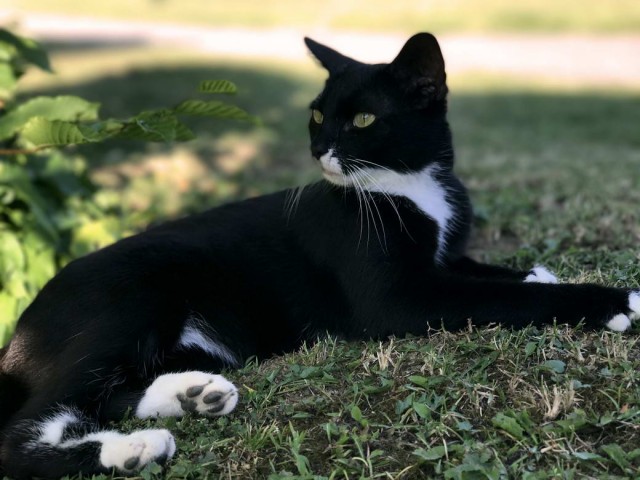 Разные котики