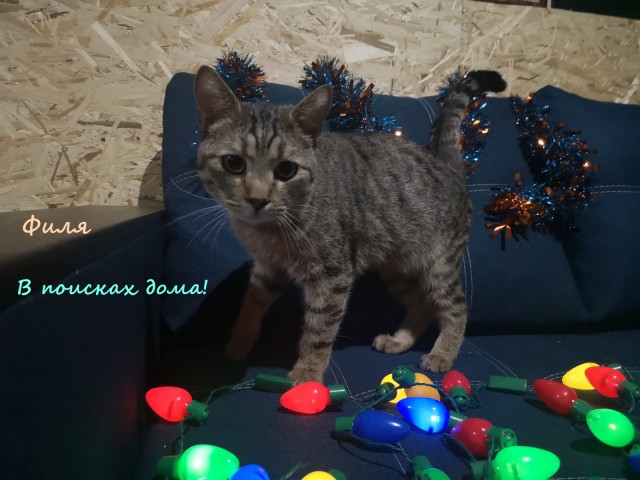 Жизнь домашнего приюта "Котоленд" 316