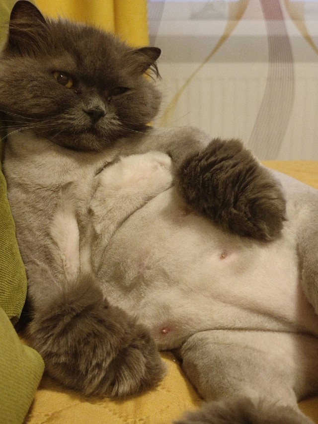 Котовторнику посвящается