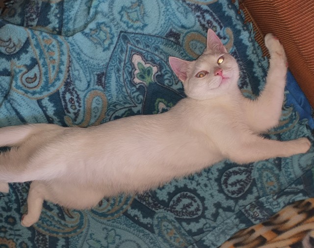 Котовторник