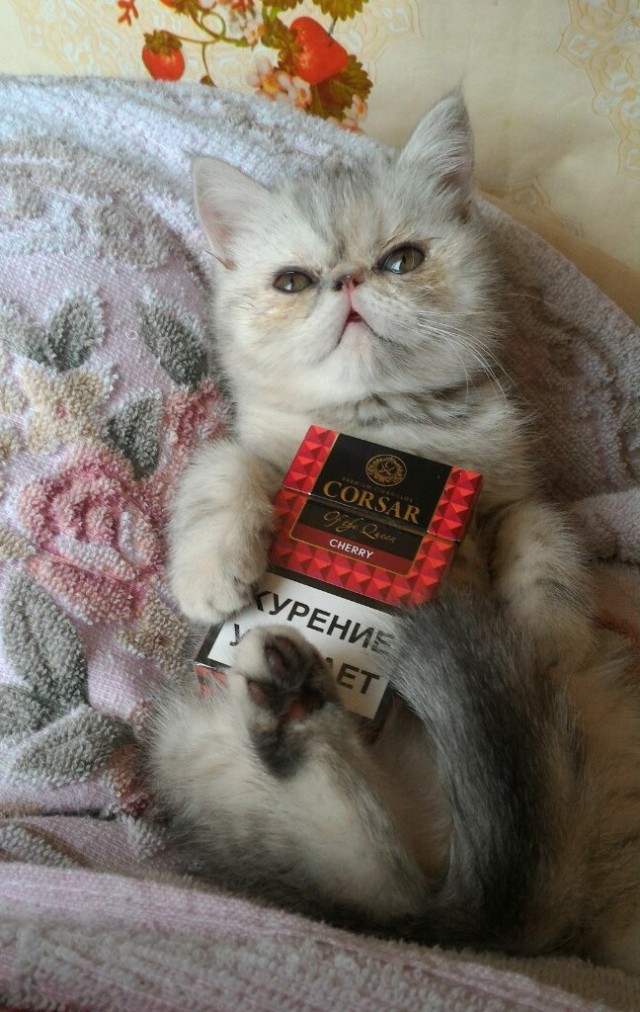 Котоферма