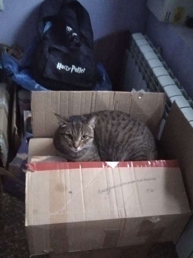 Котовторник 07.06.2022