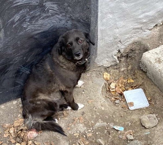 Улан-удэнский «Хатико» ждёт с работы умершую хозяйку