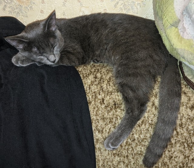Коты, куда уж без них