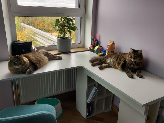 Кот пенсионер Афоня