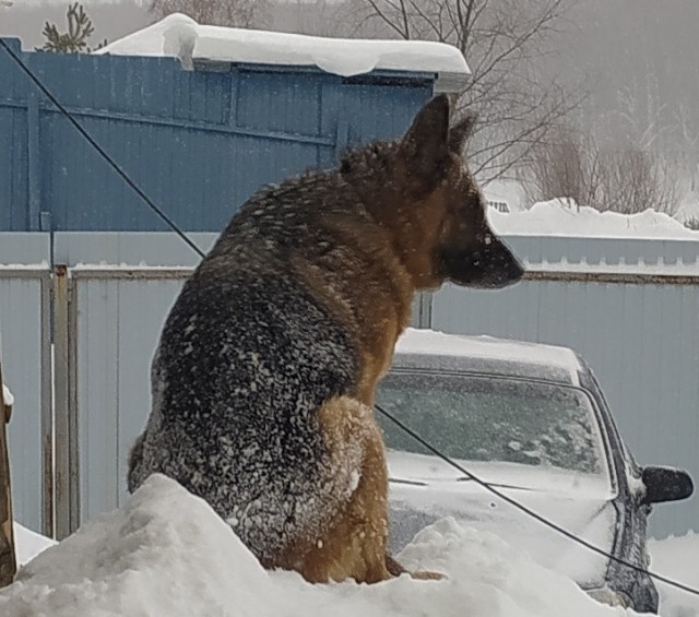 Ну чё, погнали наши городских!