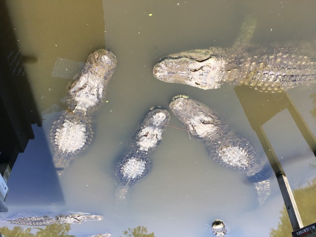 Пойдем купаться!