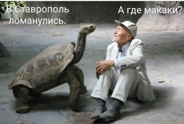 В Ставропольском крае кавказцы, увидев зеленое насаждение в виде женщины, залезли на него и стали имитировать половой акт