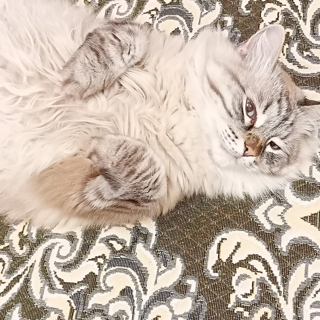 Котовторник! 16+ Коллеги-рабы, отмечаемся, у кого хозяину много лет!