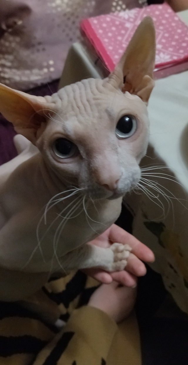 С котовторником ЯПовцы