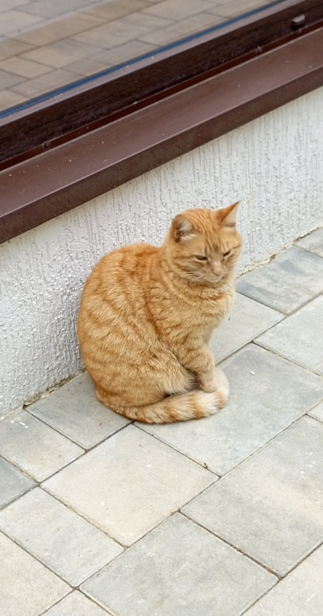 Южных котиков вам на радость