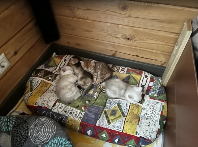 Кошка сделала подарок