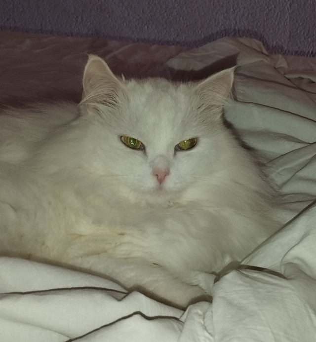 Котовторник!