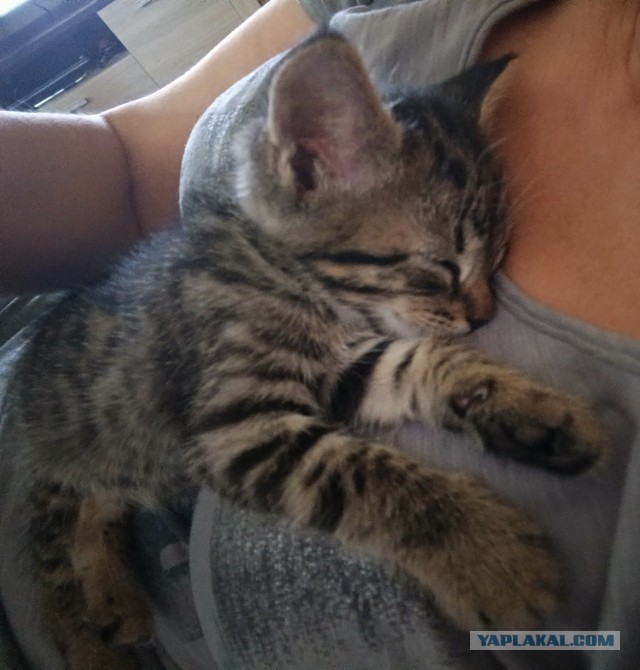 Усыновленный