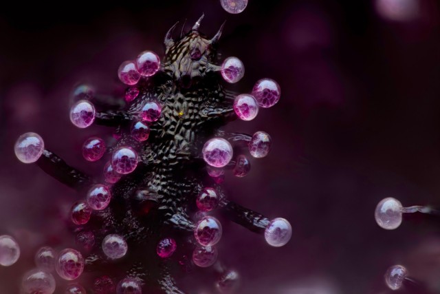 Жизнь под микроскопом: 11 победителей фотоконкурса Nikon Small World 2024