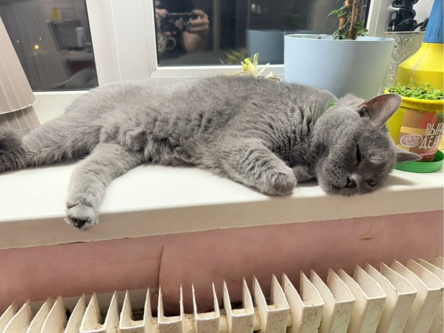 Котовторник!