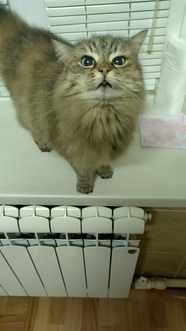 На Скорый Котовторник