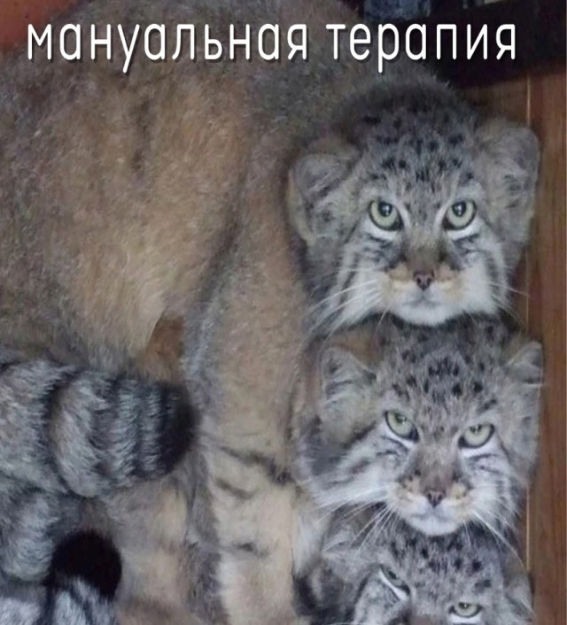 Так себе картинки 16.02.25