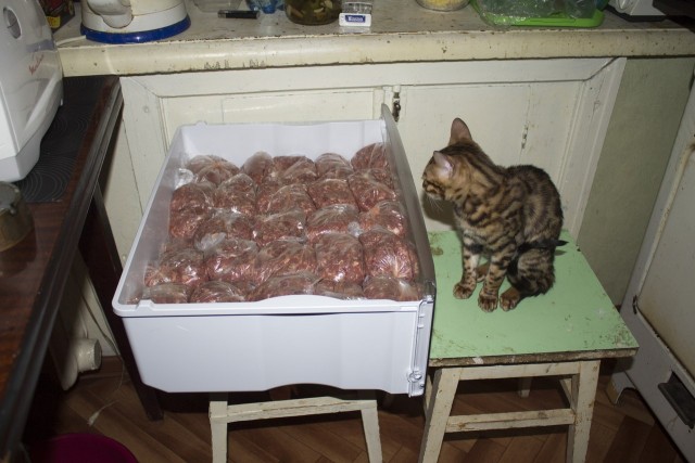 О бенгальских котах на наглядном примере