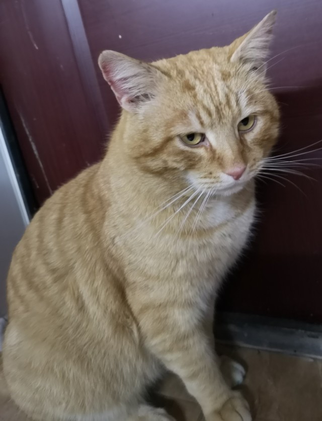Совпало с котовторником.