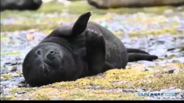 Но есть же предел уровню тупости, глупости и маразма?