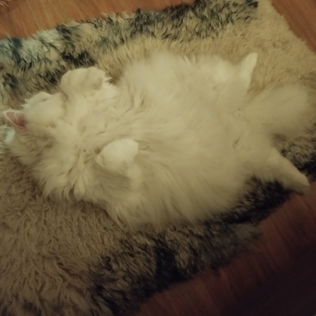 Спящий кот