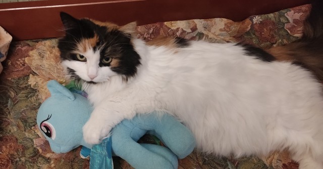 Котики