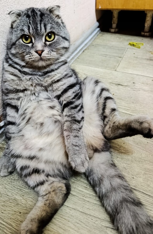 С котовторником