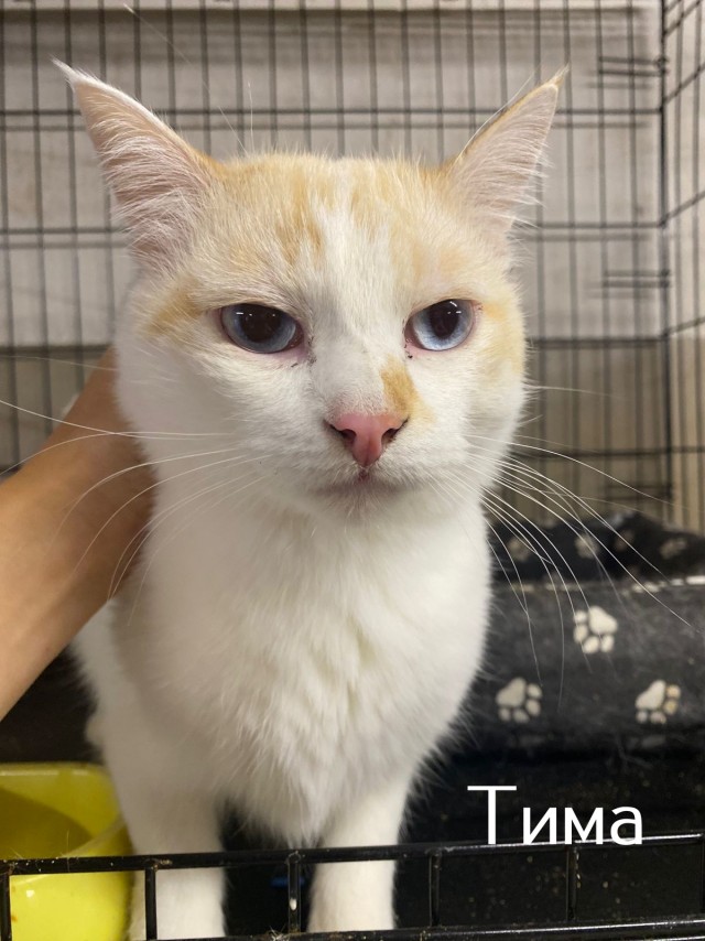 Жизнь домашнего приюта "Котоленд" 515