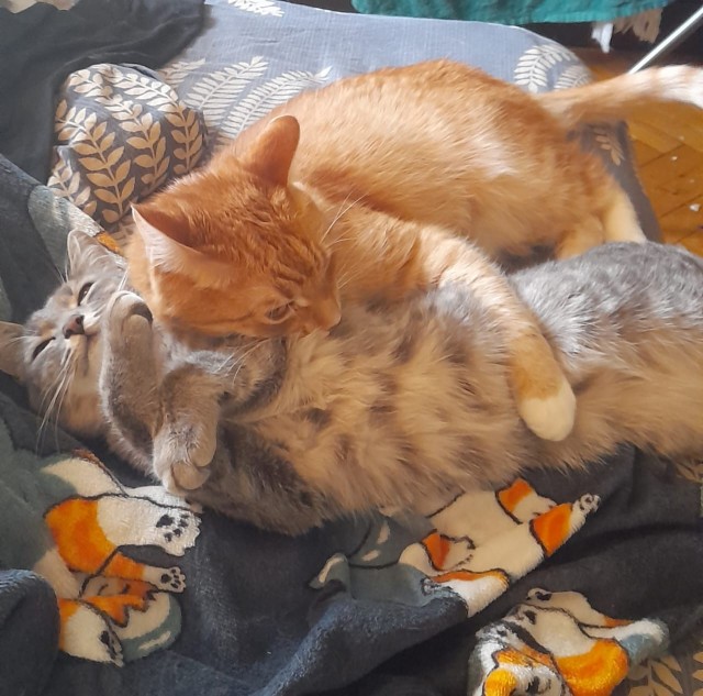 Котовторник же, да?