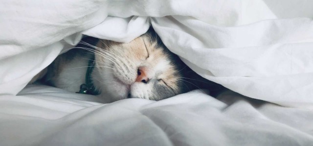 Счастливый