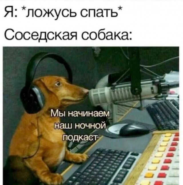 Шерстяные пидо.... братья наши меньшие