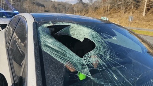 Орёл уронил кошку на лобовое стекло автомобиля