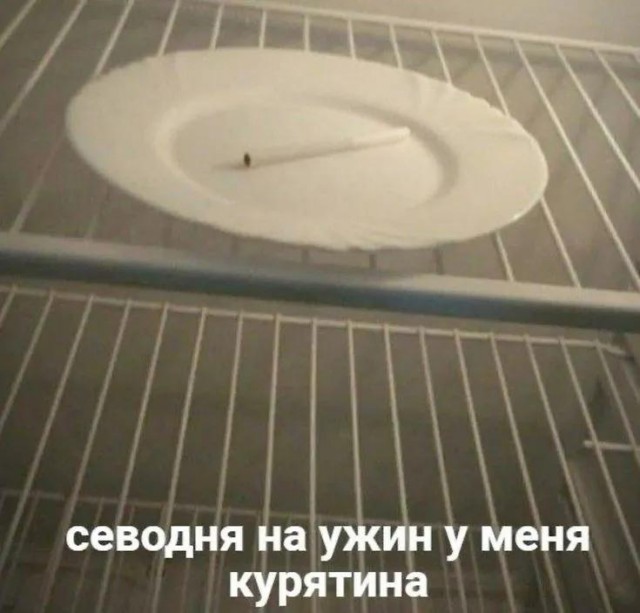 Веселые картинки в маленькую пятницу (24.12)