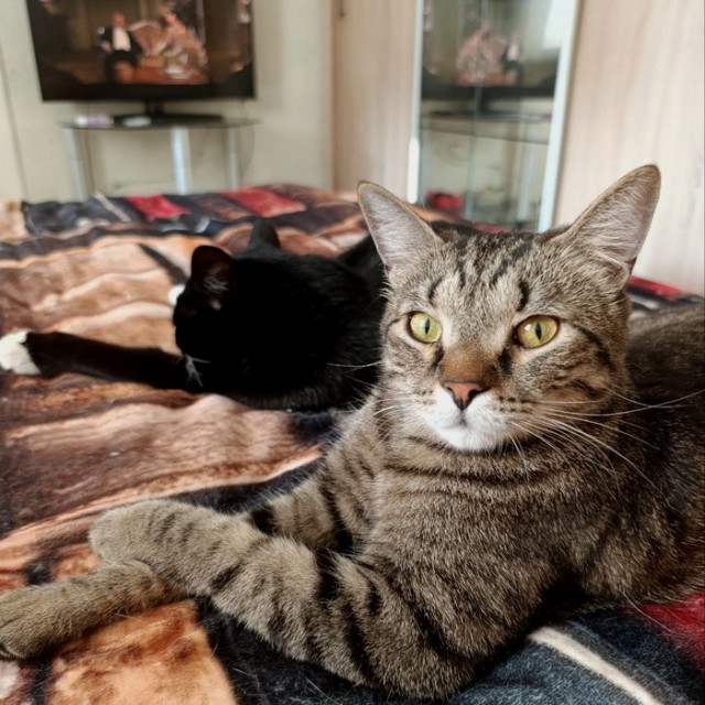 Котофторник жеж