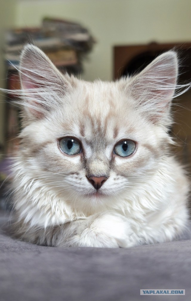 На котовторник. Моя Милка