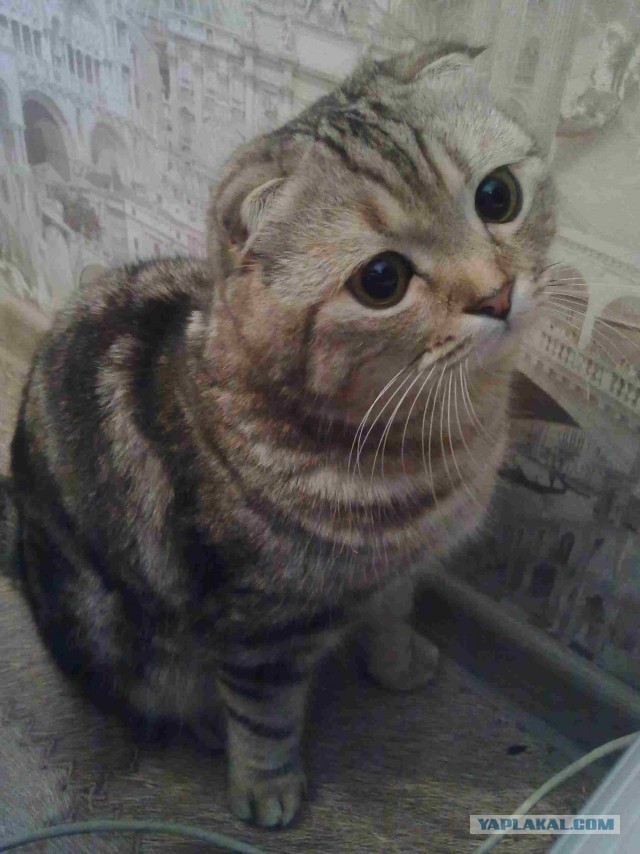 Котовторник 23.07.2013