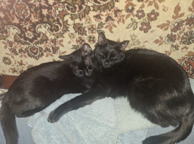 Котовторник. Цеховые